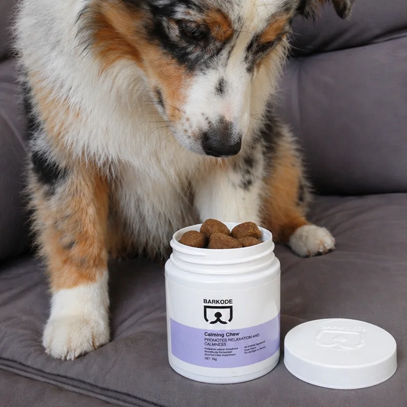 Ciobănesc australian privind într-un borcan deschis de Calming Chew