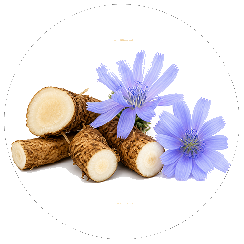 Rădăcină de cicoare